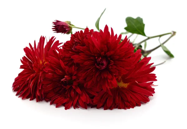 Satu bunga seruni merah . — Stok Foto