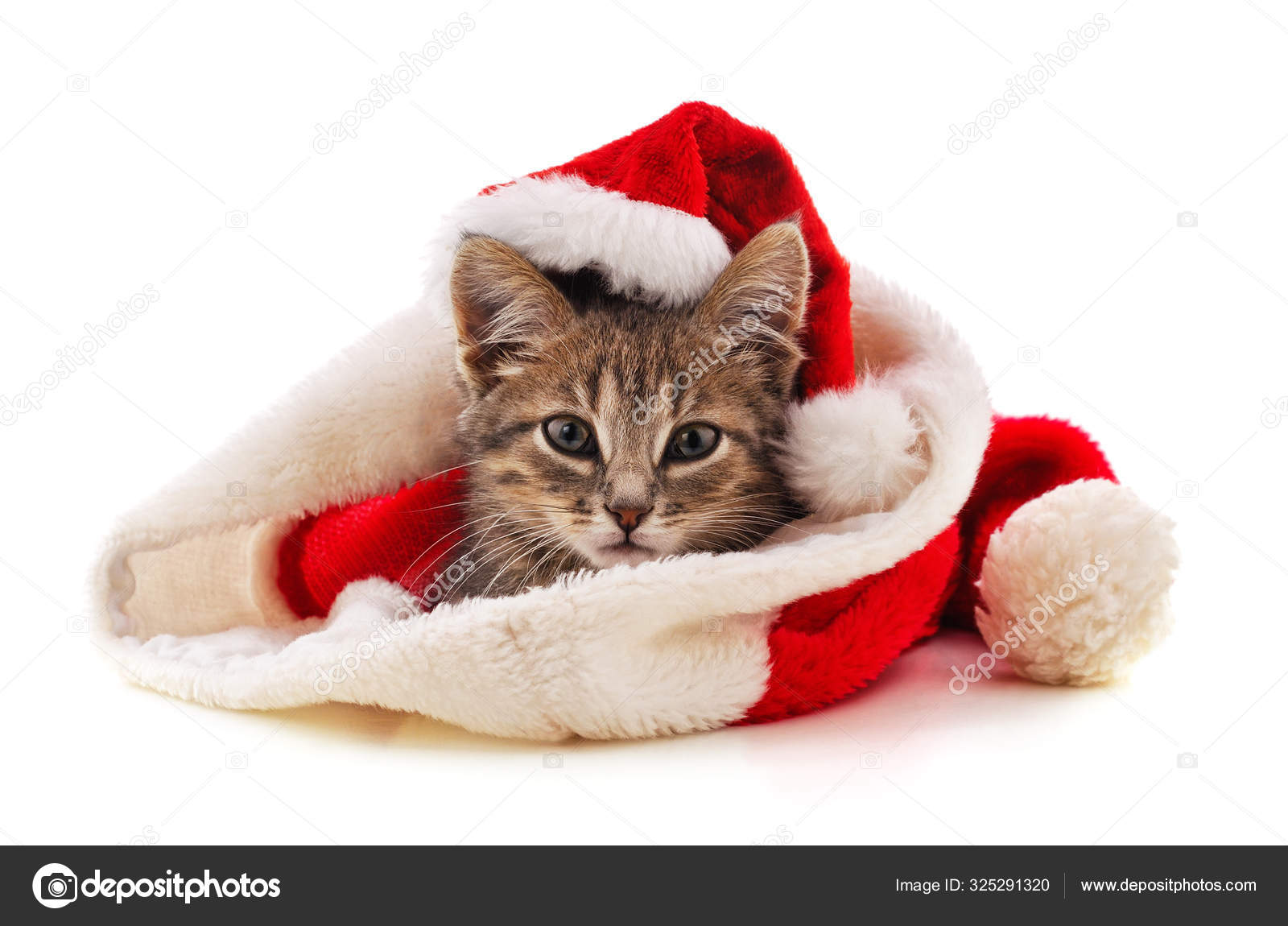santa kitten