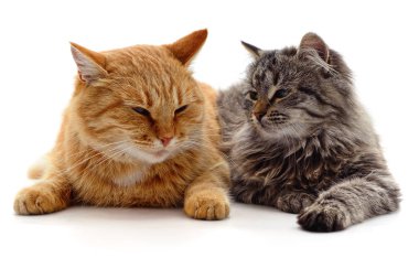 gri ve kırmızı kedi.