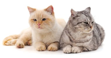 gri ve beyaz kedi.