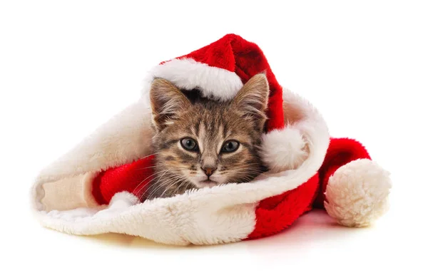 Gattino col cappello Babbo Natale . — Foto Stock
