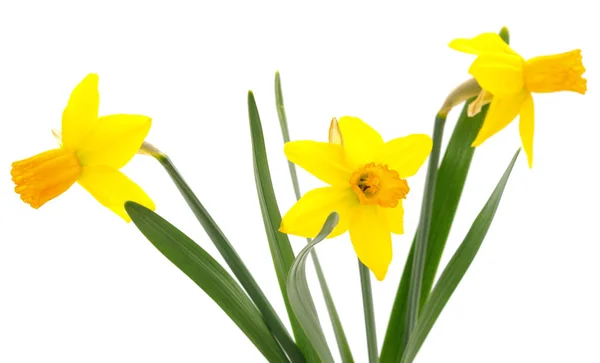 Bloemen gele narcis. — Stockfoto
