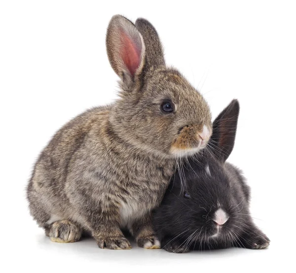 Deux beaux lapins . — Photo