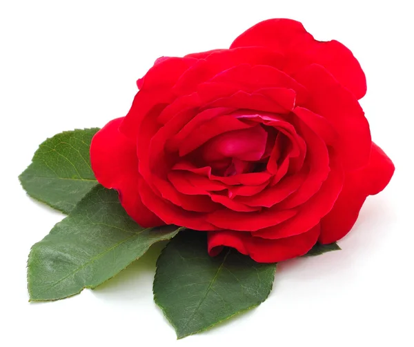 Uma rosa vermelha. — Fotografia de Stock
