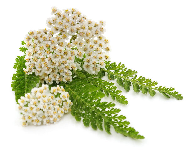 Green leaves of yarrow.