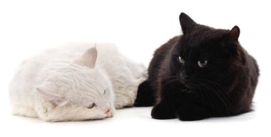 beyaz ve siyah kedi.