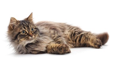 güzel kahverengi kedi.