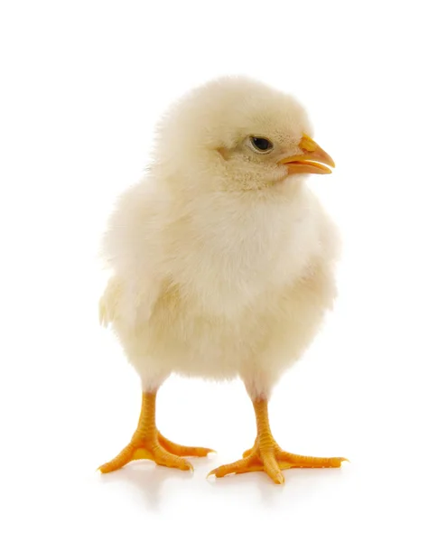 Petit poulet jaune . — Photo