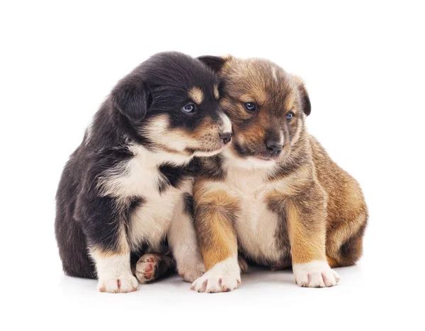 Dois cachorrinhos pequenos . — Fotografia de Stock