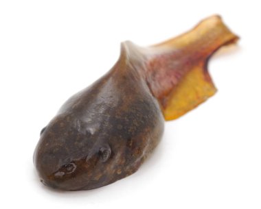 One small tadpole.