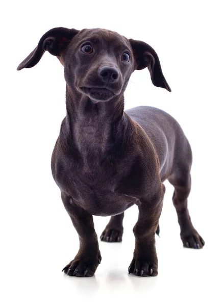 One black dachshund. — Stock Photo, Image