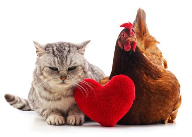 kedi ve tavuk.