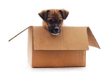 kutunun içinde köpek yavrusu.