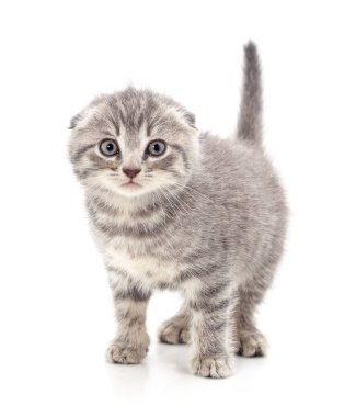 Küçük bir kedi yavrusu.