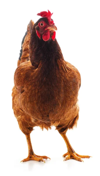 1 つの茶色の鶏. — ストック写真