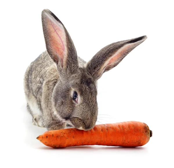 Coniglio e carota . — Foto Stock