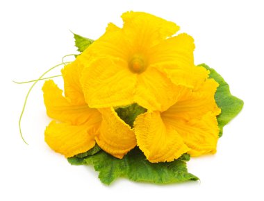 Sarı kabak çiçekleri.