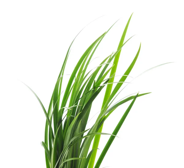 Bunch of green grass. — Stock Photo, Image
