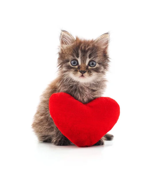 Кошеня з іграшковим серцем . — стокове фото