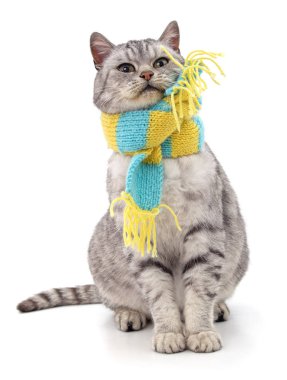 Bir eşarp kedi yavrusu.