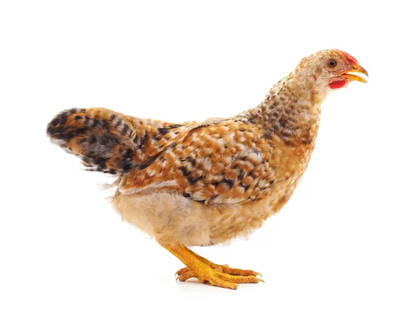 Fiatal barna csirke. — Stock Fotó