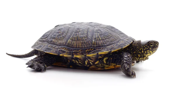 Vahşi siyah kaplumbağa. — Stok fotoğraf