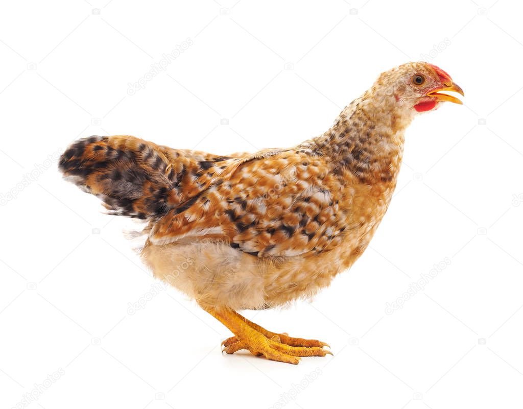 Young brown chicken.