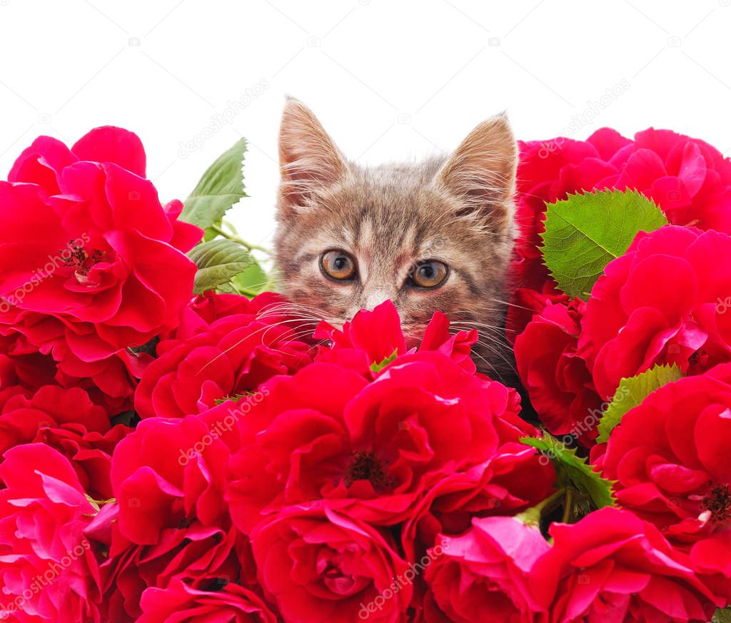 Kitten in roses.