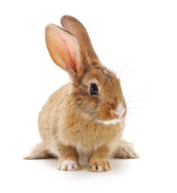 Kırmızı bebeği tavşan.