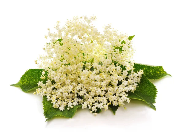 White flowers elderberry. — Stock Photo, Image