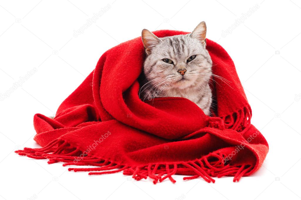 Kitten in a red scarf.