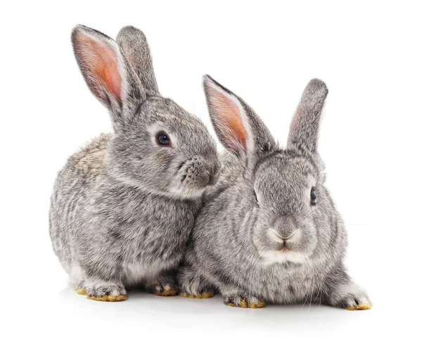 두 개의 작은 토끼. — 스톡 사진