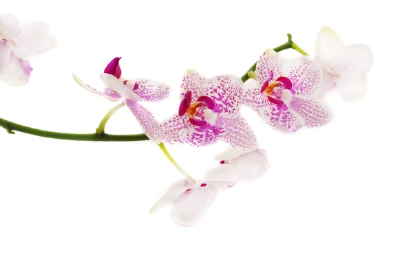Tak van orchid. — Stockfoto