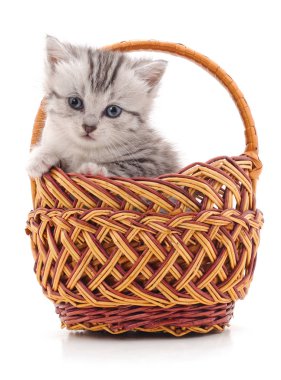sepet içinde kedi yavrusu.