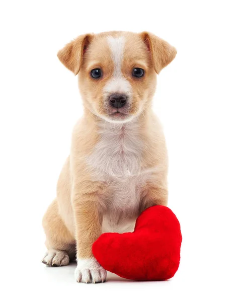 Puppy with heart. — Stock Photo, Image