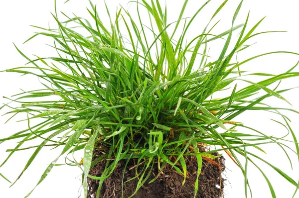 Mazzo di erba verde . — Foto Stock