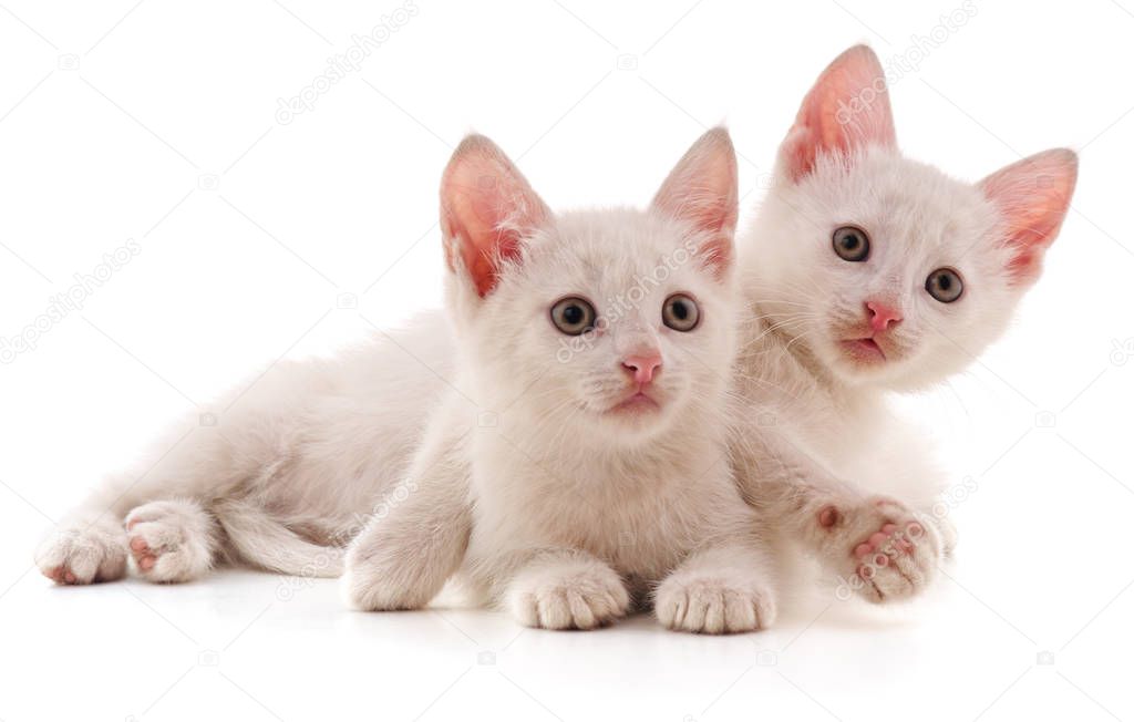 Two white cat.