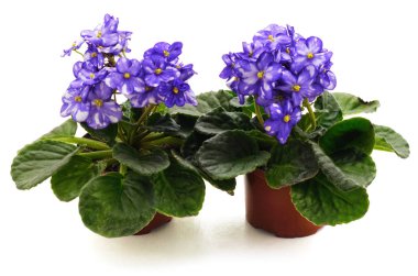 Yaprakları ile Menekşe.