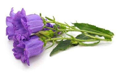 Mor yüksükotu çiçekler.