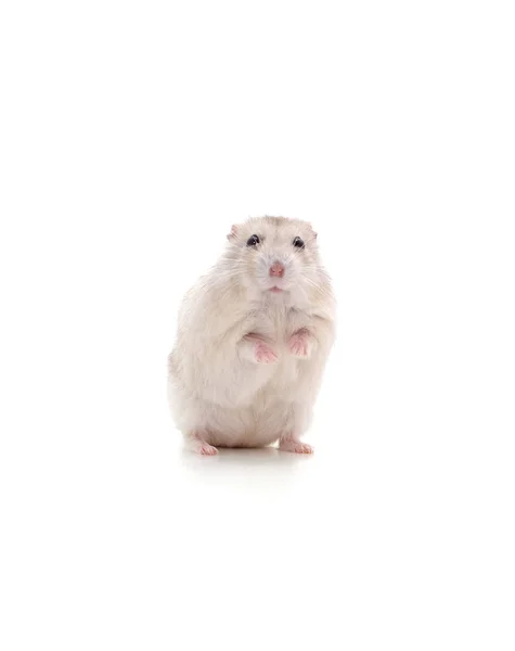 Beyaz küçük hamster. — Stok fotoğraf