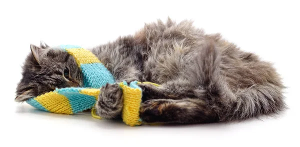 Котенок в шарфе . — стоковое фото