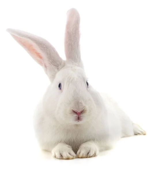 Un coniglio bianco . — Foto Stock