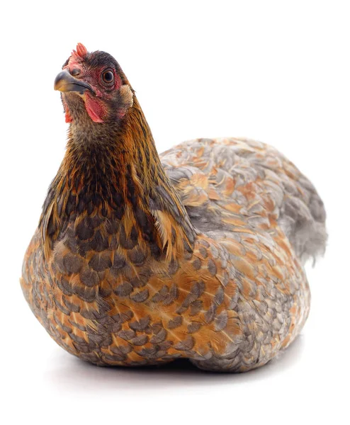 One brown chicken. — Stock Photo, Image