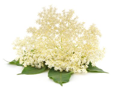 Yapraklı beyaz çiçekler.