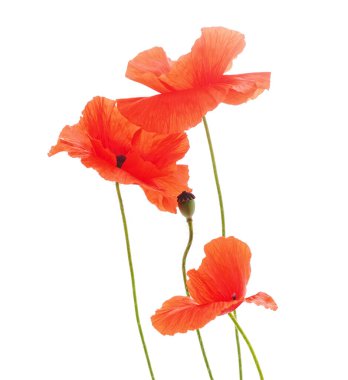 Kırmızı haşhaş buketi.