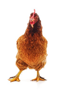 Genç kahverengi tavuk.