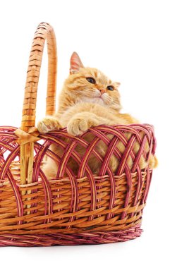 sepet içinde kedi yavrusu.