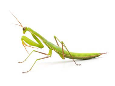 Büyük yeşil mantis.