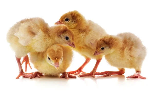 鶏のグループ. — ストック写真