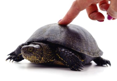 Finger pressing on turtle. clipart
